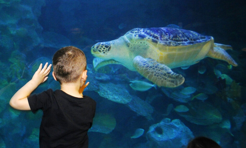 sealife