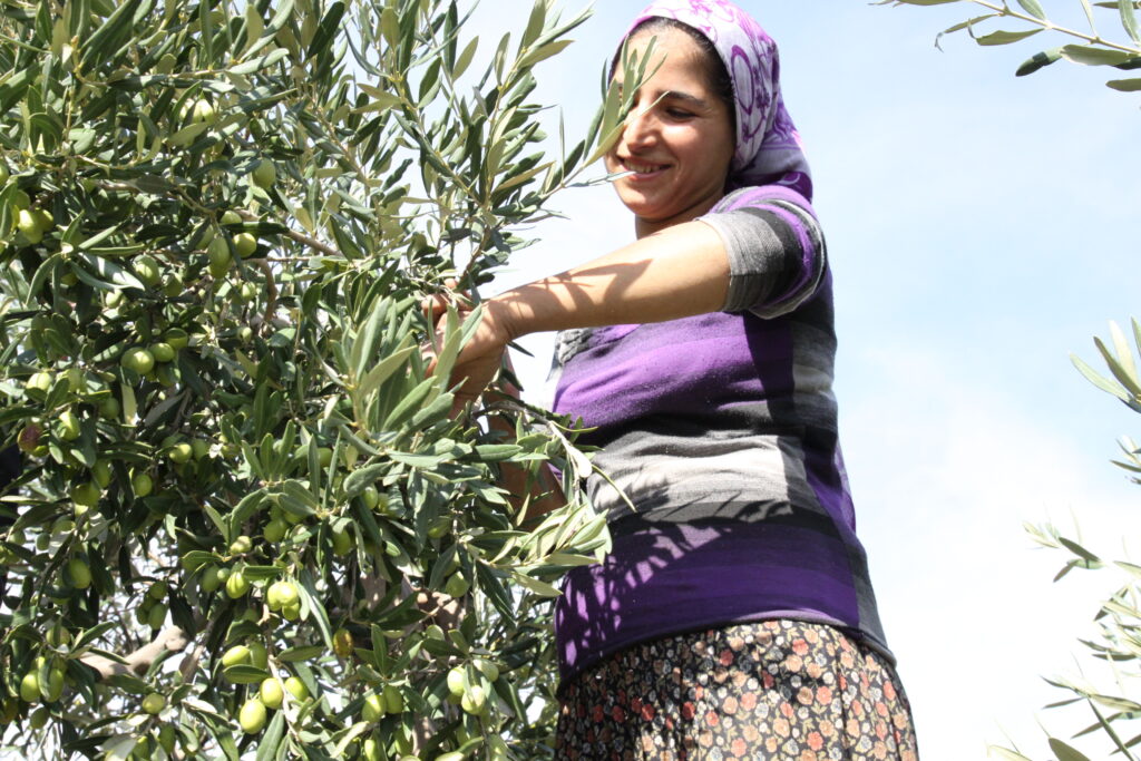 zeytin
