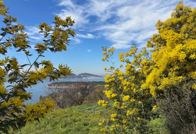 Adalar Mimoza Festivali