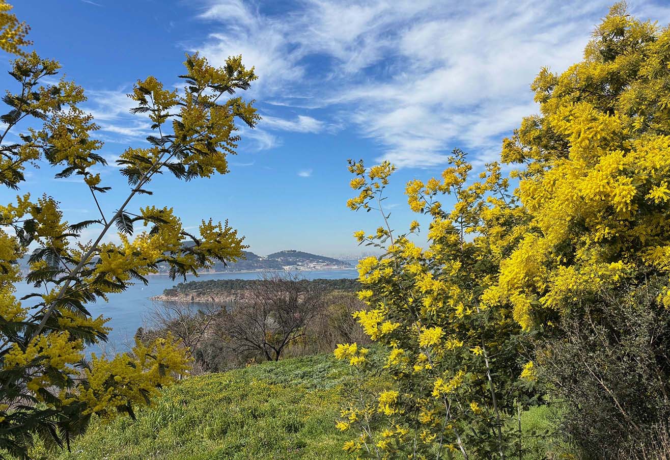Adalar Mimoza Festivali