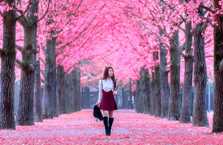 Aşırı turizm Japonya’da kiraz çiçeği festivalini iptal ettirdi