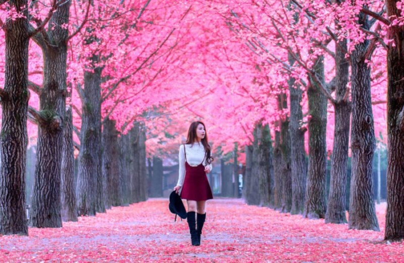 Kiraz çiçeği festivali aşırı turizm nedeniyle iptal edildi