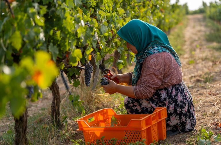 Arcadia Bağları'nda bağbozumu heyecanı başladı
