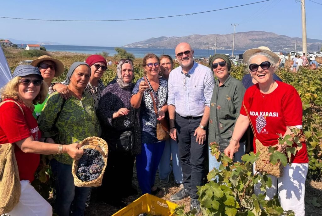 Avşa Adası'nda Adakarası üzümü hasatı coşkusu