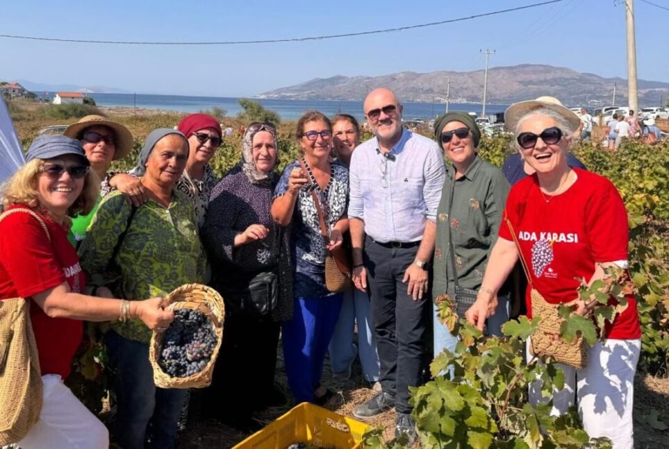 Avşa Adası'nda Adakarası üzümü hasatı coşkusu