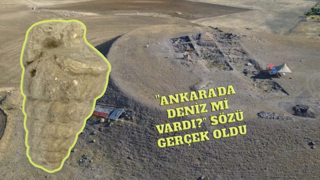 Külhöyük kazılarında deniz fosili bulundu